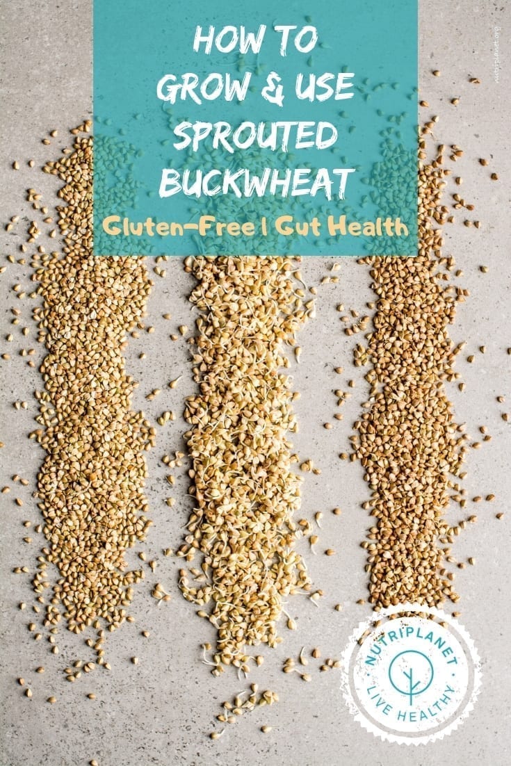 How to grow and use sprouted buckwheat
