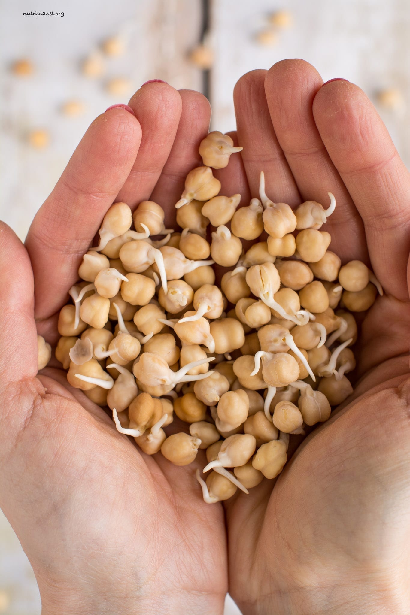 Sprouted Chickpeas