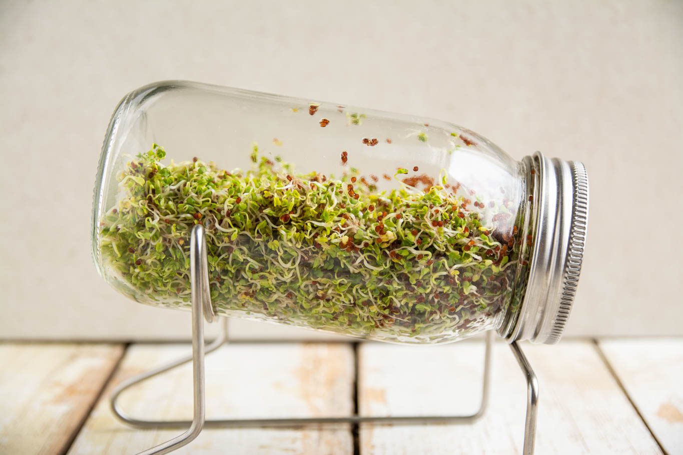 Learn how to grow broccoli sprouts in a jar at home. In addition, read up on broccoli sprouts benefits, how to store, and how to use sprouted broccoli.