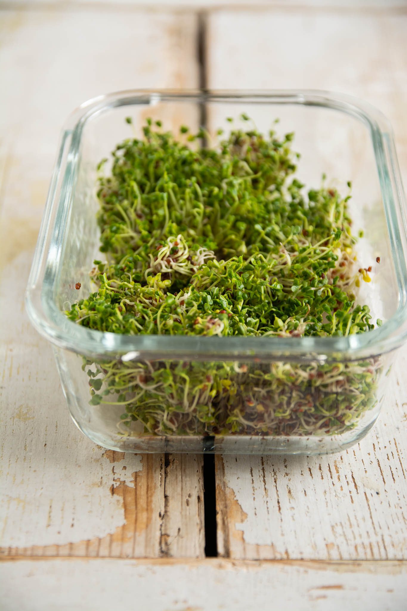 Broccoli Sprouts Benefits & How to Grow Broccoli Sprouts