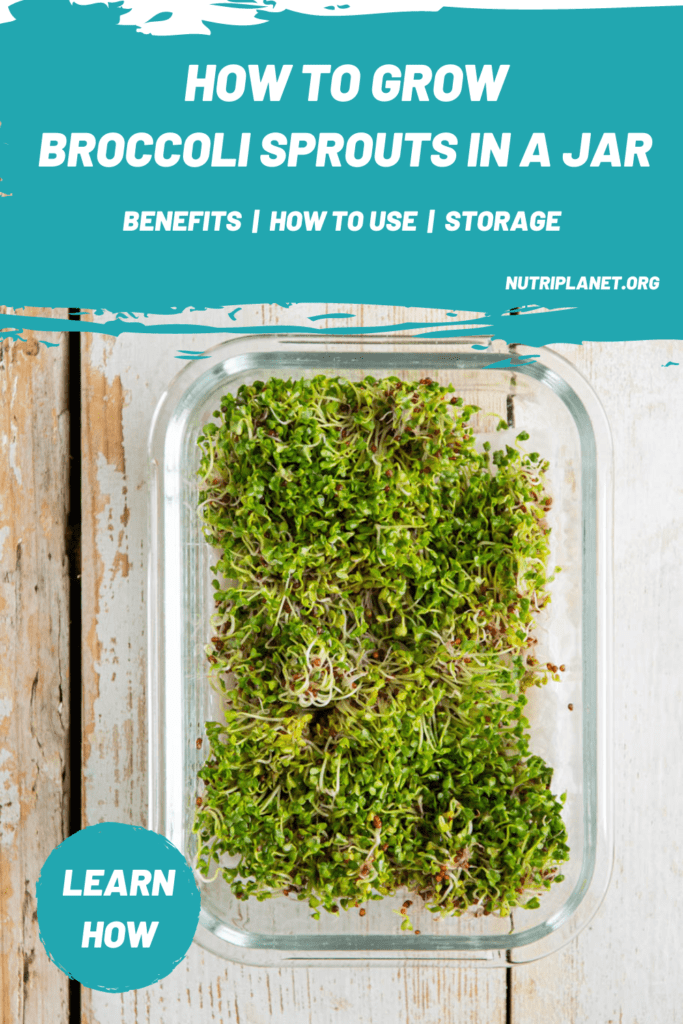 Broccoli Sprouts Benefits & How to Grow Broccoli Sprouts